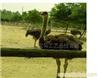 Supply kinds of ostrich