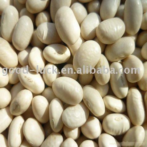 japanese type white kidney beans