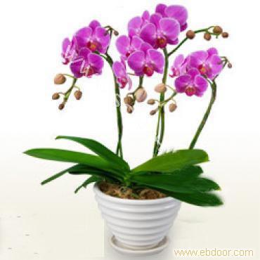 Plant leasing, rental flowers, plant sales, flower