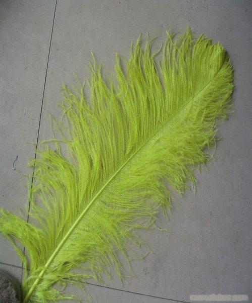 Ostrich tops, the color feather, feather