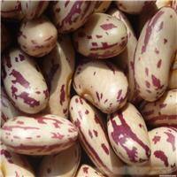 The supply of milk spent kidney beans - Heilongjia