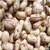 The supply of milk spent kidney beans - Heilongjia
