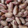 The supply of milk spent kidney beans - Heilongjia