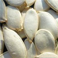 white pumpkin seeds wholesale-Heilongjiang
