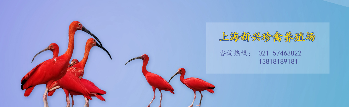 上海新兴珍禽养殖场