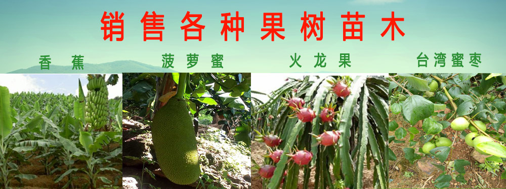 马关县健康香蕉专业合作社