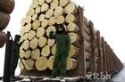 上海代理木材进口报关公司