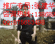网络专员：张建华 QQ:875653498咨询服务热线：1386897