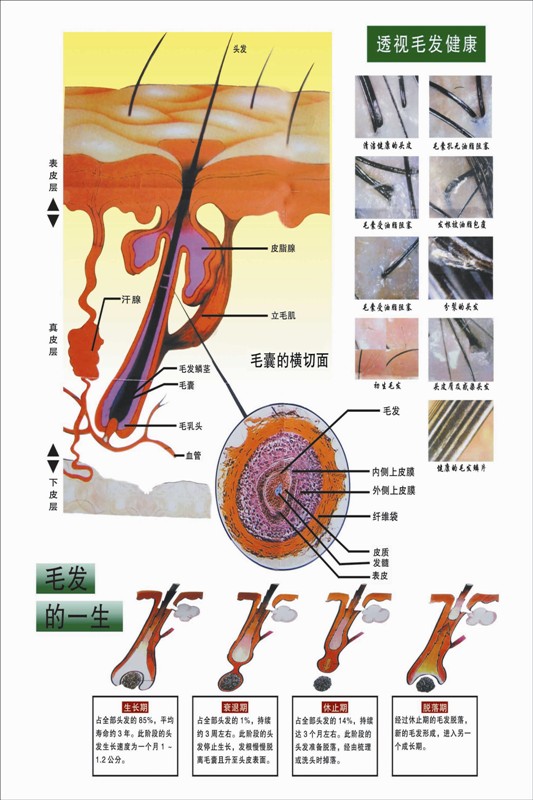 透视毛发健康