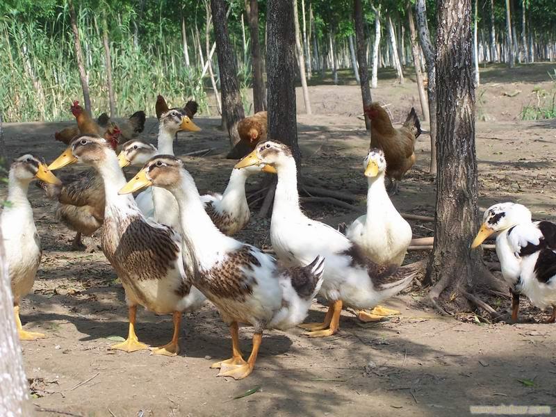 土鸭子相关信息-上海花枝俏实业有限公司-壹