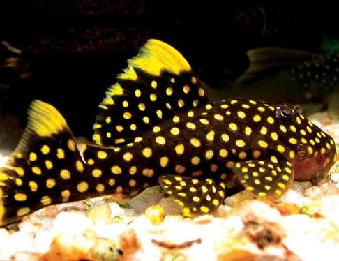 热带鱼-异形鱼_相关信息_热带鱼批发价格-热带